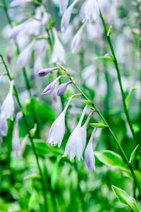 hosta hybr. 'undulata albomarginata' P9 - afbeelding 3