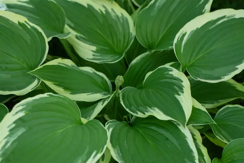 hosta hybr. 'undulata albomarginata' P9 - afbeelding 1