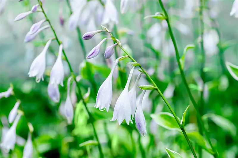 hosta hybr. 'undulata albomarginata' P9 - afbeelding 2