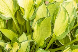 hosta fort. 'albopicta' ('f.aureomaculata') P9