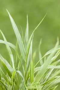 hakonechloa macra 'albostriata' P9