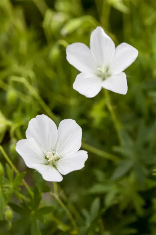 geranium sang. 'album' P11 - afbeelding 2