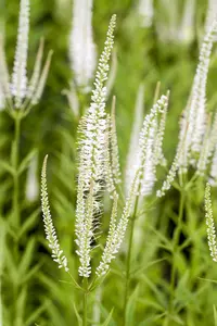 veronicastrum virg. 'album' P11 - afbeelding 2