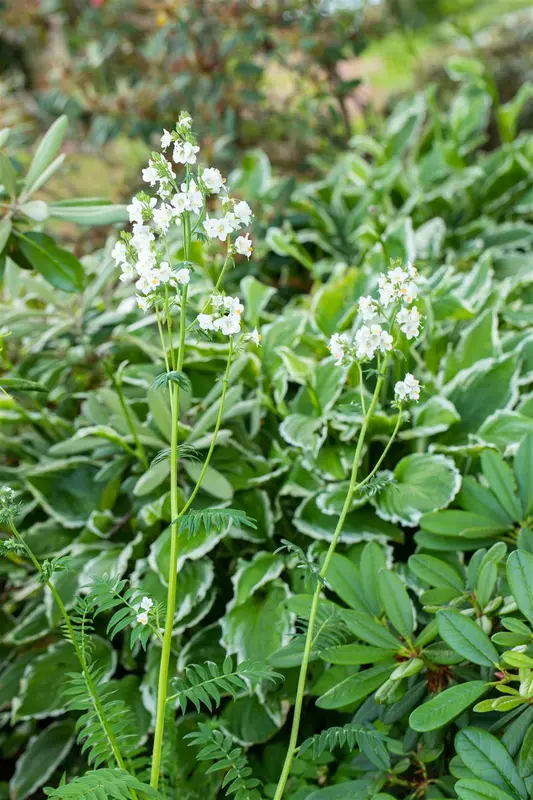 polemonium caeruleum album P10.5 - afbeelding 1