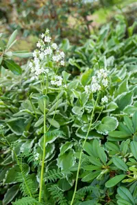 polemonium caeruleum album P10.5 - afbeelding 1