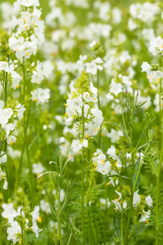 polemonium caeruleum album P10.5 - afbeelding 3