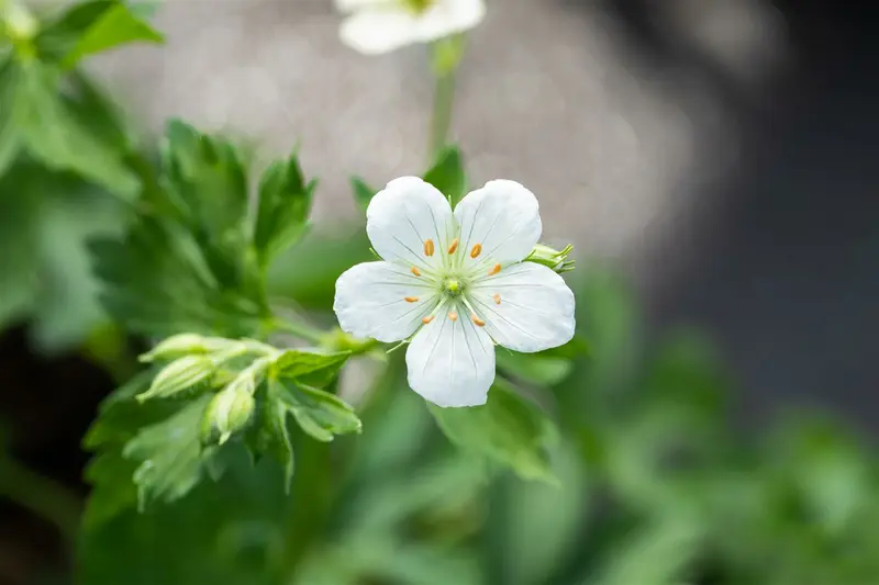 geranium sang. 'album' P11 - afbeelding 4