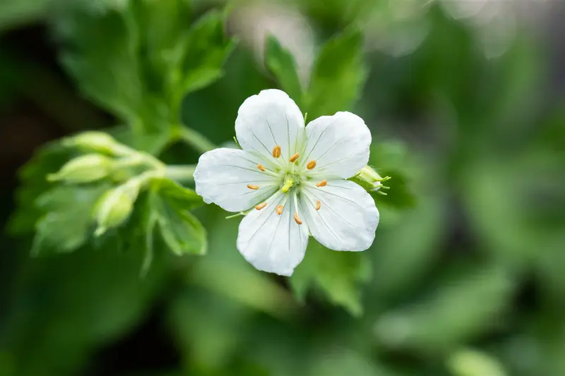 geranium sang. 'album' P11 - afbeelding 5