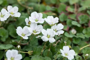 erodium reichardii 'album' P11