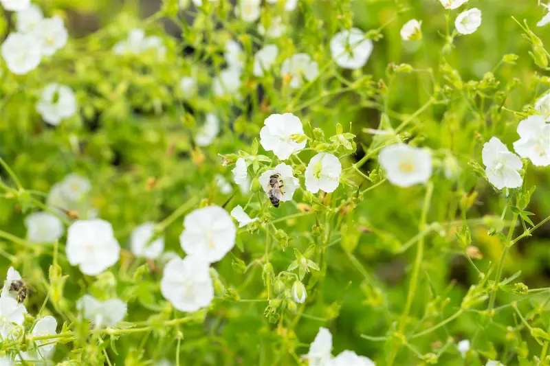 geranium phaeum 'album' P9 - afbeelding 4