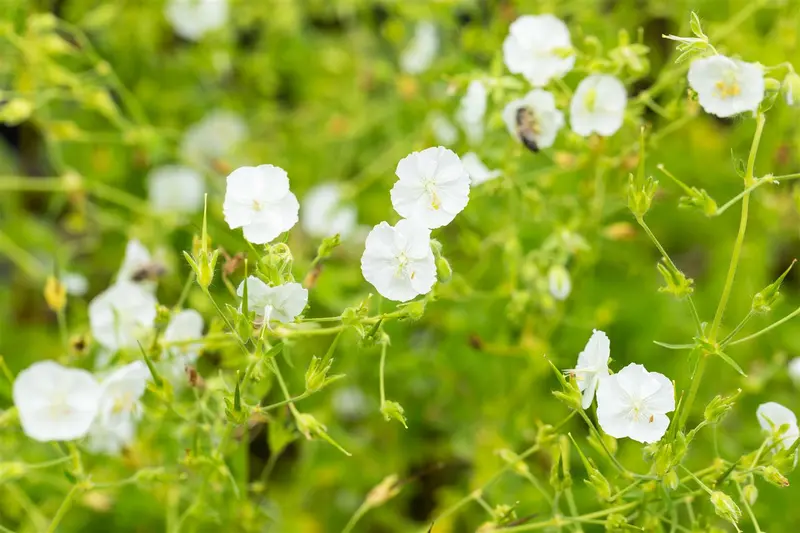 geranium phaeum 'album' P9 - afbeelding 5