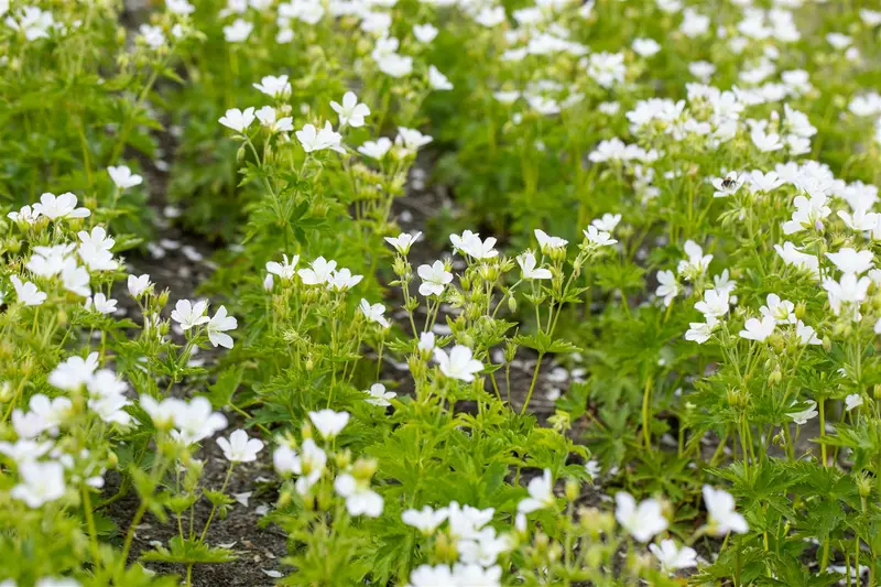 geranium sylv. 'album' P9 - afbeelding 1