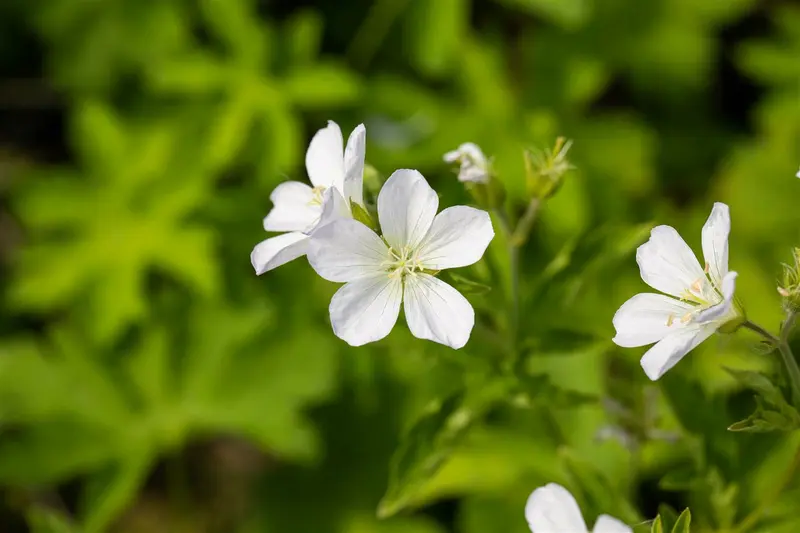 geranium sylv. 'album' P9 - afbeelding 2