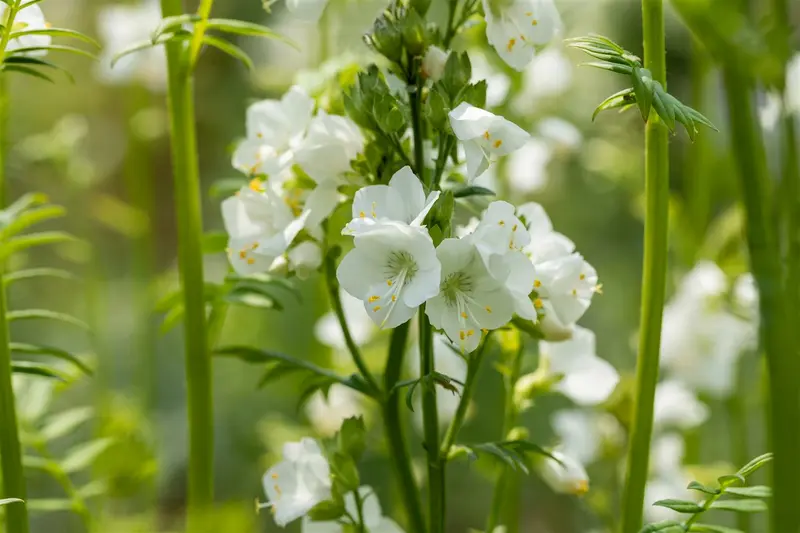 polemonium caer. 'album' P9 - afbeelding 2