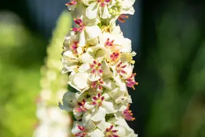 verbascum chaixii 'album' P9