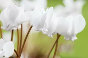 cyclamen hed. 'album' ( 'perlenteppich') P9