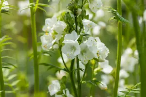 polemonium caeruleum album P10.5 - afbeelding 2