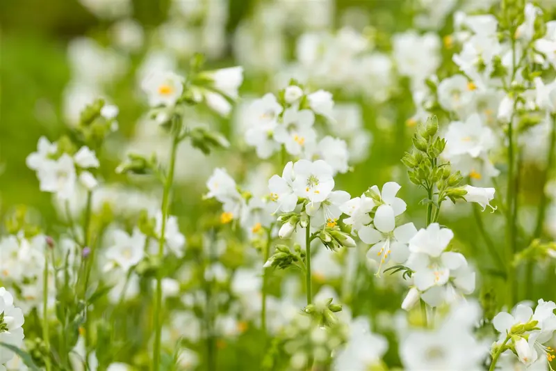 polemonium caeruleum album P10.5 - afbeelding 5