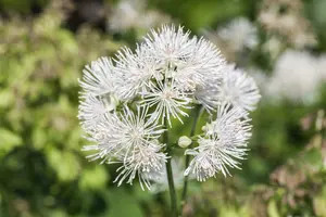 Album thalictrum - afbeelding 1