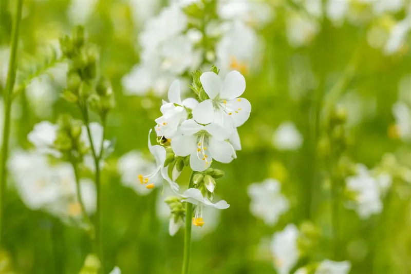 polemonium caeruleum album P10.5 - afbeelding 4