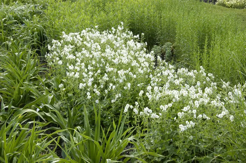 geranium phaeum 'album' P9 - afbeelding 1