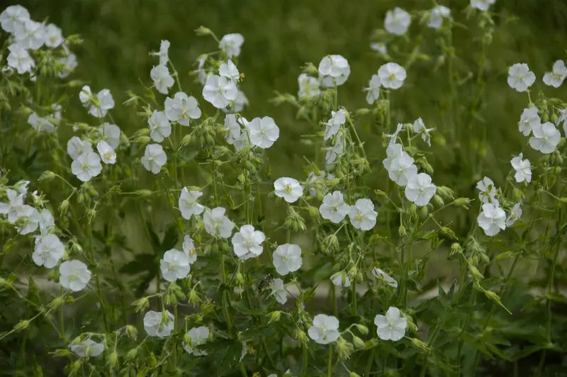 geranium phaeum 'album' P9 - afbeelding 2