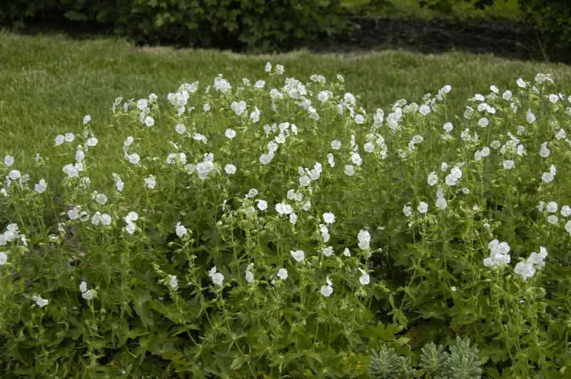 geranium phaeum 'album' P9 - afbeelding 3