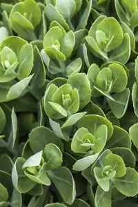 sedum spur. 'album' P11