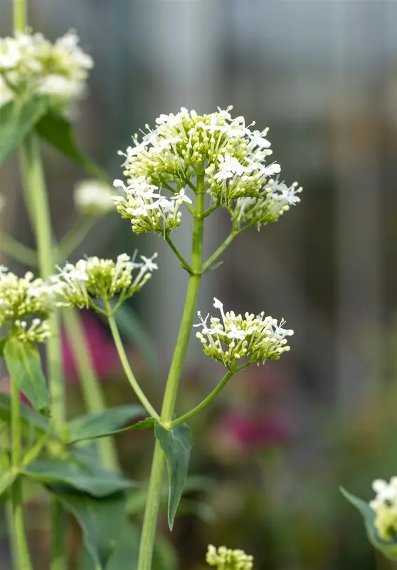 centranthus ruber 'albus' P9 - afbeelding 5