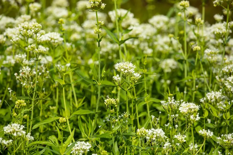 centranthus ruber 'albus' P9 - afbeelding 1