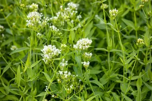 centranthus ruber 'albus' P9 - afbeelding 2