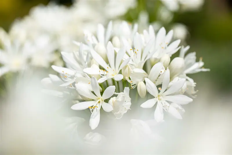 agapanthus africanus 'albus' P11