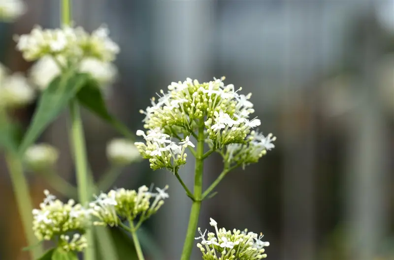 centranthus ruber 'albus' P9 - afbeelding 4