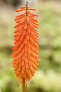 kniphofia hybr. 'alcazar' P9 - afbeelding 1