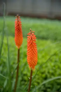 kniphofia hybr. 'alcazar' P9 - afbeelding 2