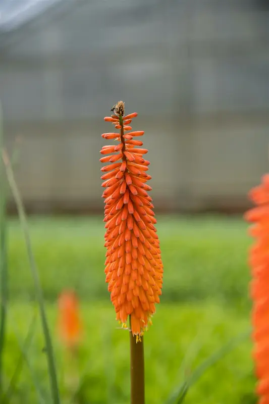 kniphofia hybr. 'alcazar' P9 - afbeelding 5