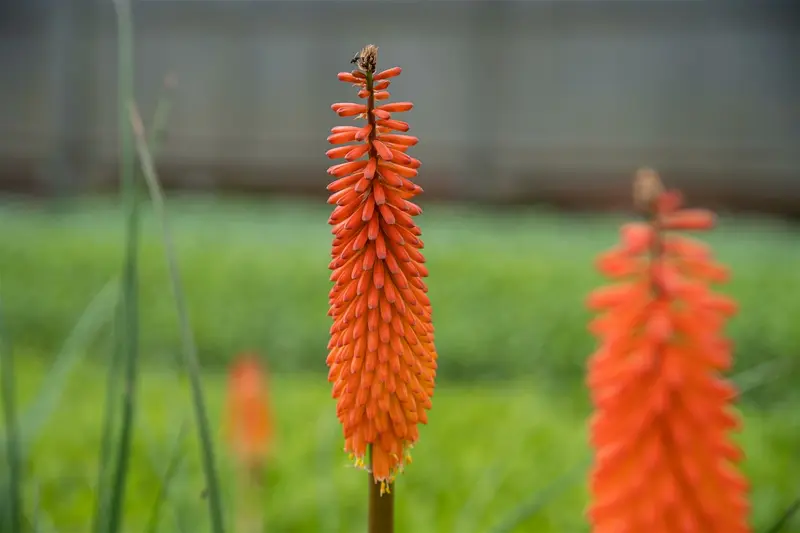 kniphofia hybr. 'alcazar' P9 - afbeelding 3