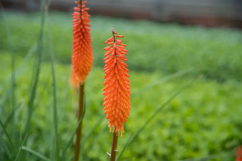 kniphofia hybr. 'alcazar' P9 - afbeelding 4