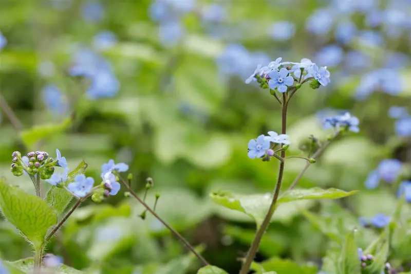 brunnera macr. 'alexander's great' P9 - afbeelding 3