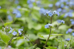 brunnera macr. 'alexander's great' P9 - afbeelding 3