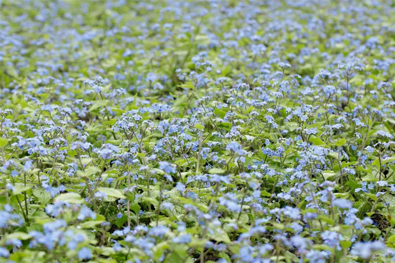 brunnera macr. 'alexander's great' P9 - afbeelding 4