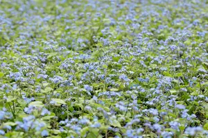 brunnera macr. 'alexander's great' P9 - afbeelding 4