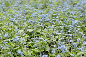 brunnera macr. 'alexander's great' P9 - afbeelding 1