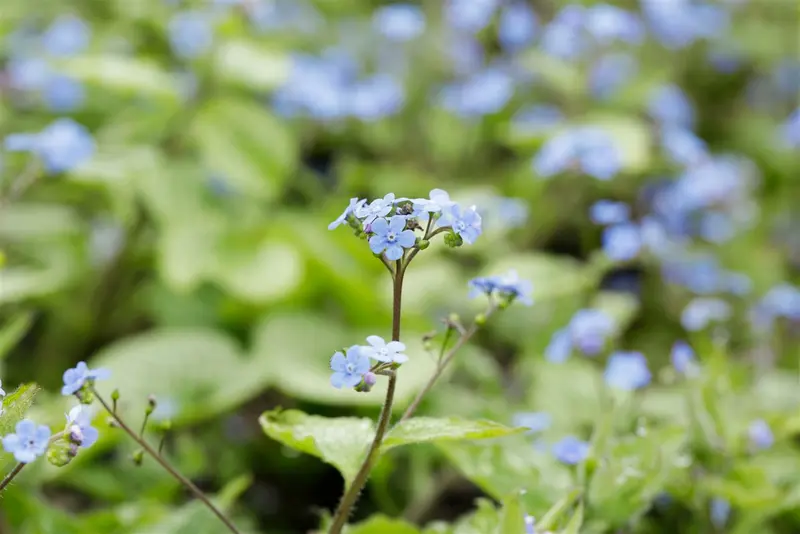 brunnera macr. 'alexander's great' P9 - afbeelding 2