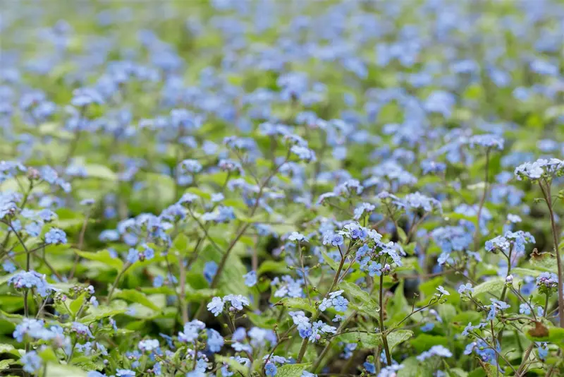 brunnera macr. 'alexander's great' P9 - afbeelding 5