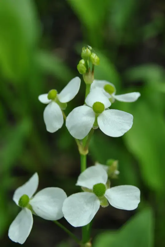 alisma parviflorum