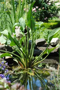 plantago-aquatica