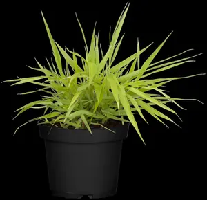 hakonechloa macra 'all gold' P11 - afbeelding 4