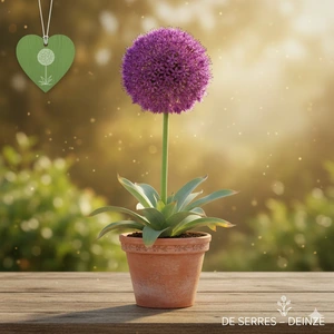 Allium 'Globemaster' C1