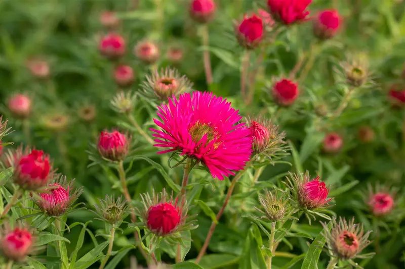 aster n.-a. 'andenken an a. pötschke' P9 - afbeelding 1